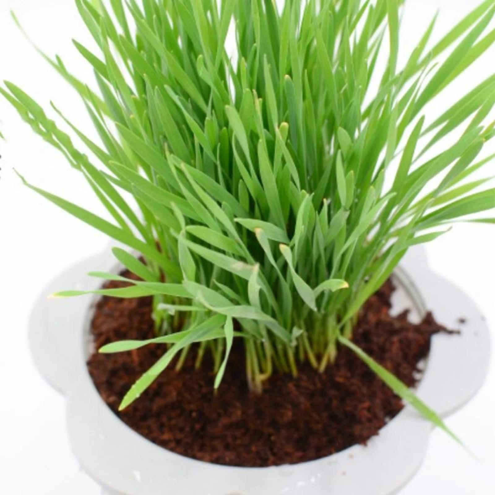 Coconut Fibre Coconut Coir Bri - Substrate Coconut Fiber บทวิจารณ์และราคา