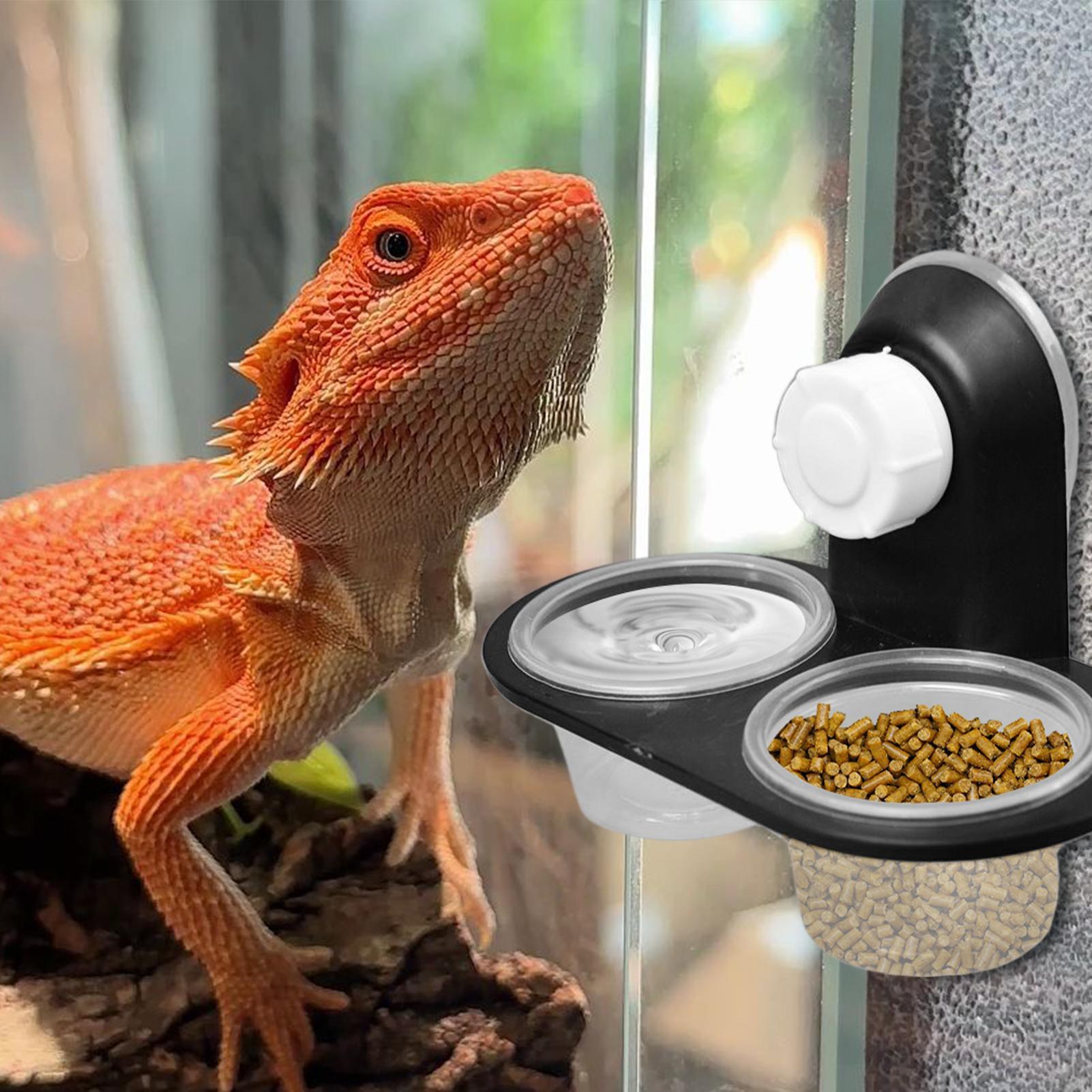 Gecko Food Dish Gecko Feeding  - Water Dish Reptile บทวิจารณ์และราคา
