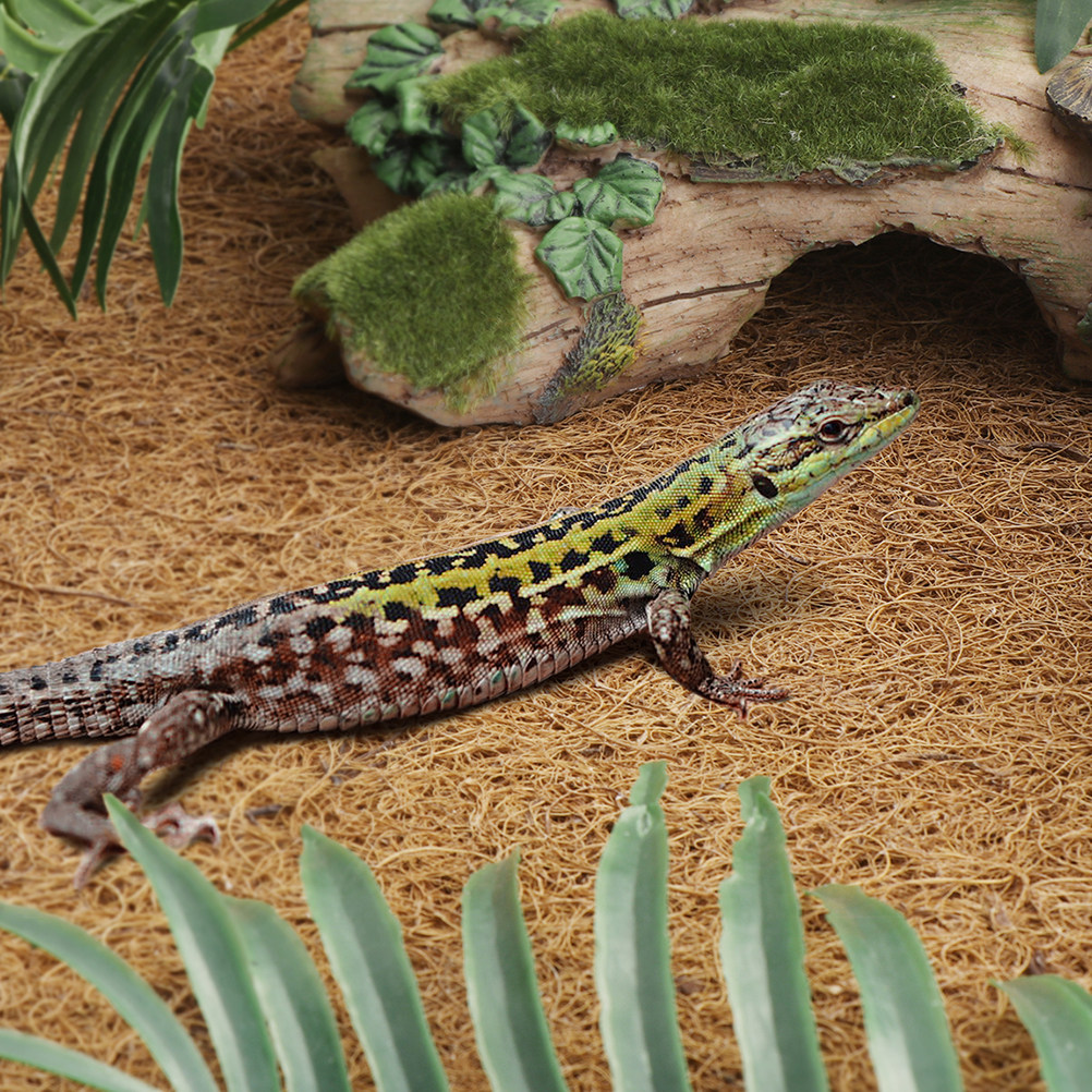 Reptile Terrarium Bedding Subs - Substrate Coconut Fiber บทวิจารณ์และราคา