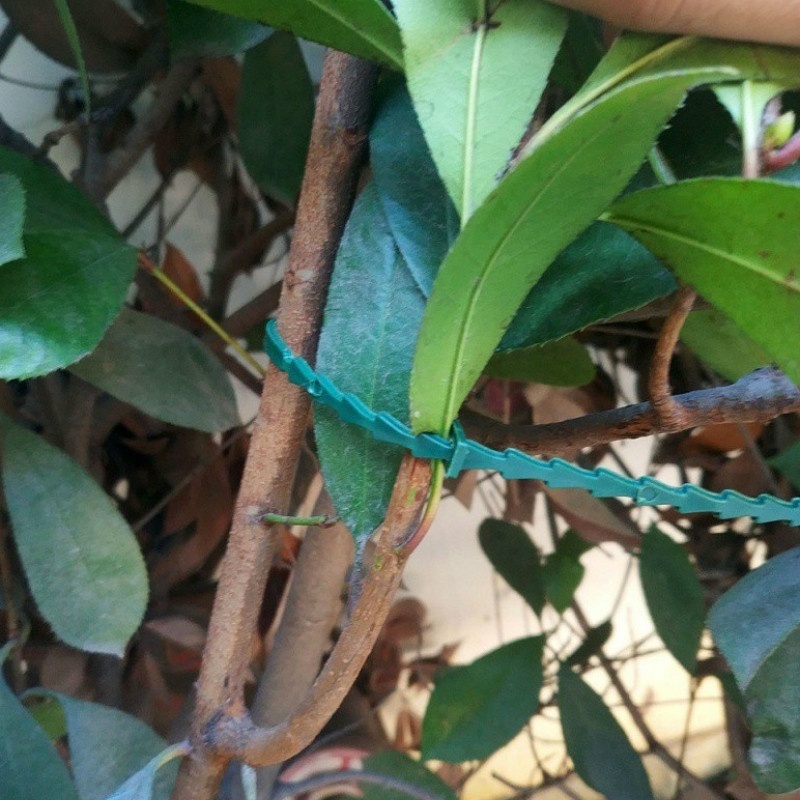 50Pcs Reusable Adjustable Plas - Vine Climbing Plastic บทวิจารณ์และราคา