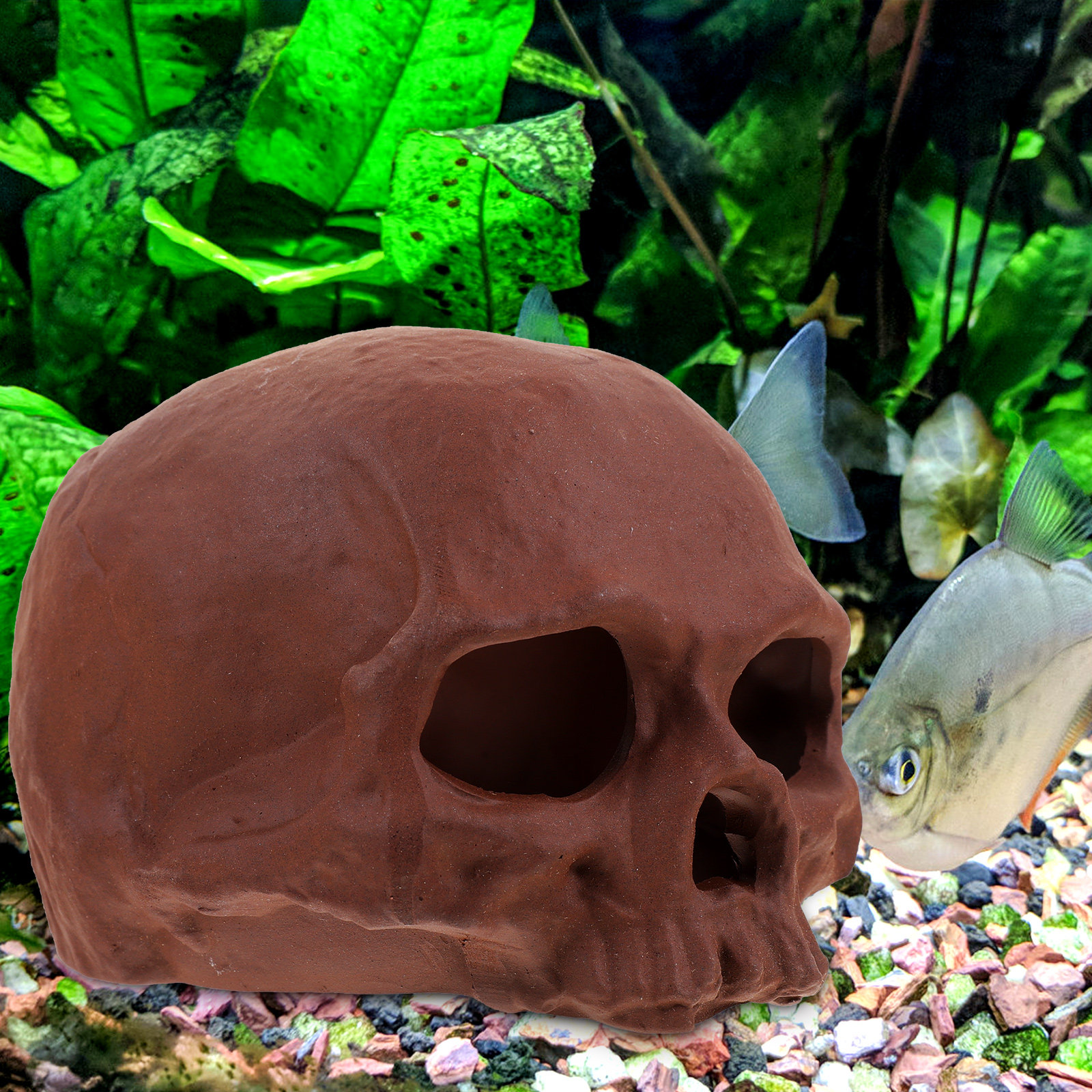 Ceramic Fish Cave Shrimp Hide  - Hide Cave Ceramic บทวิจารณ์และราคา
