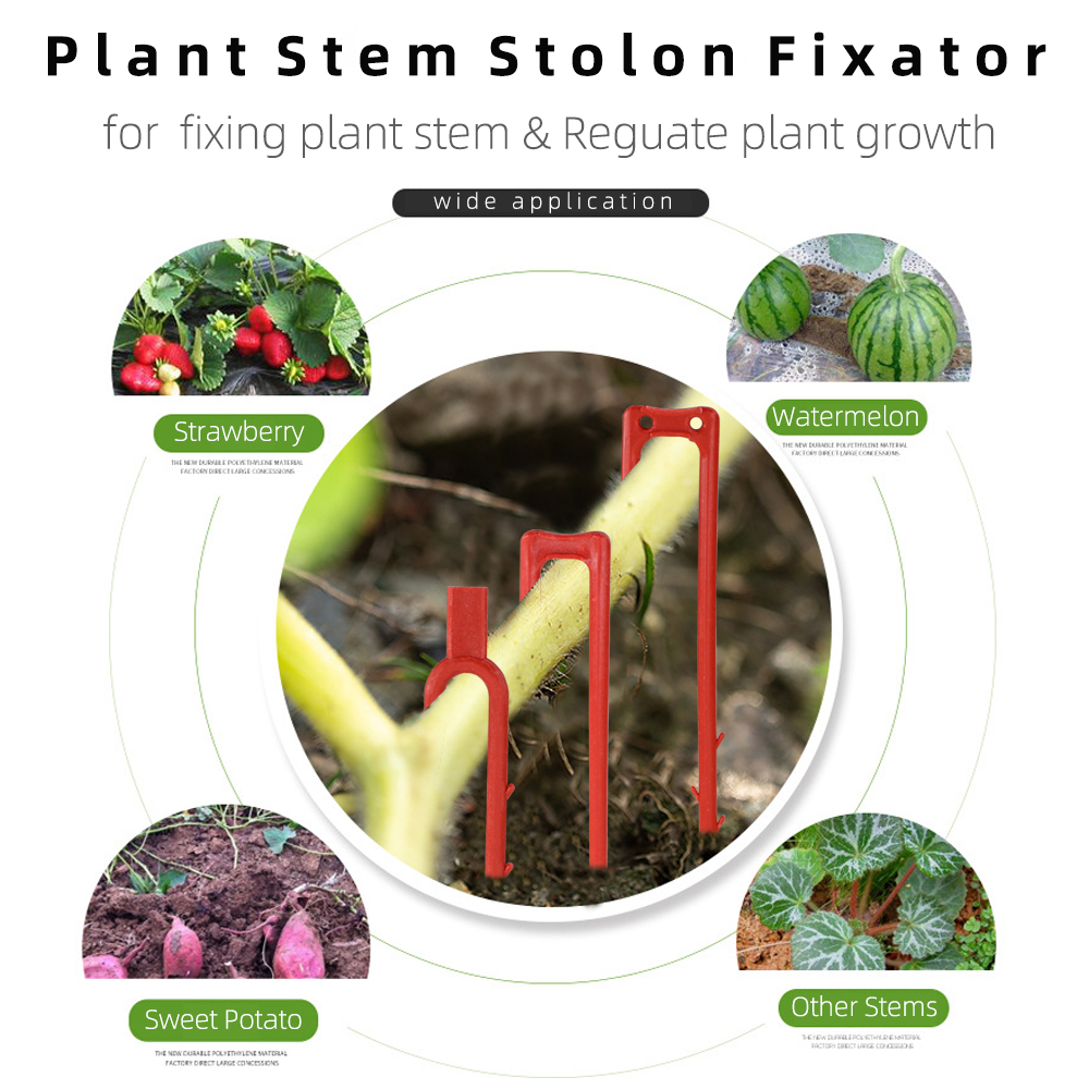 20-50PCS Strawberry Planting F - Vine Climbing Plastic บทวิจารณ์และราคา