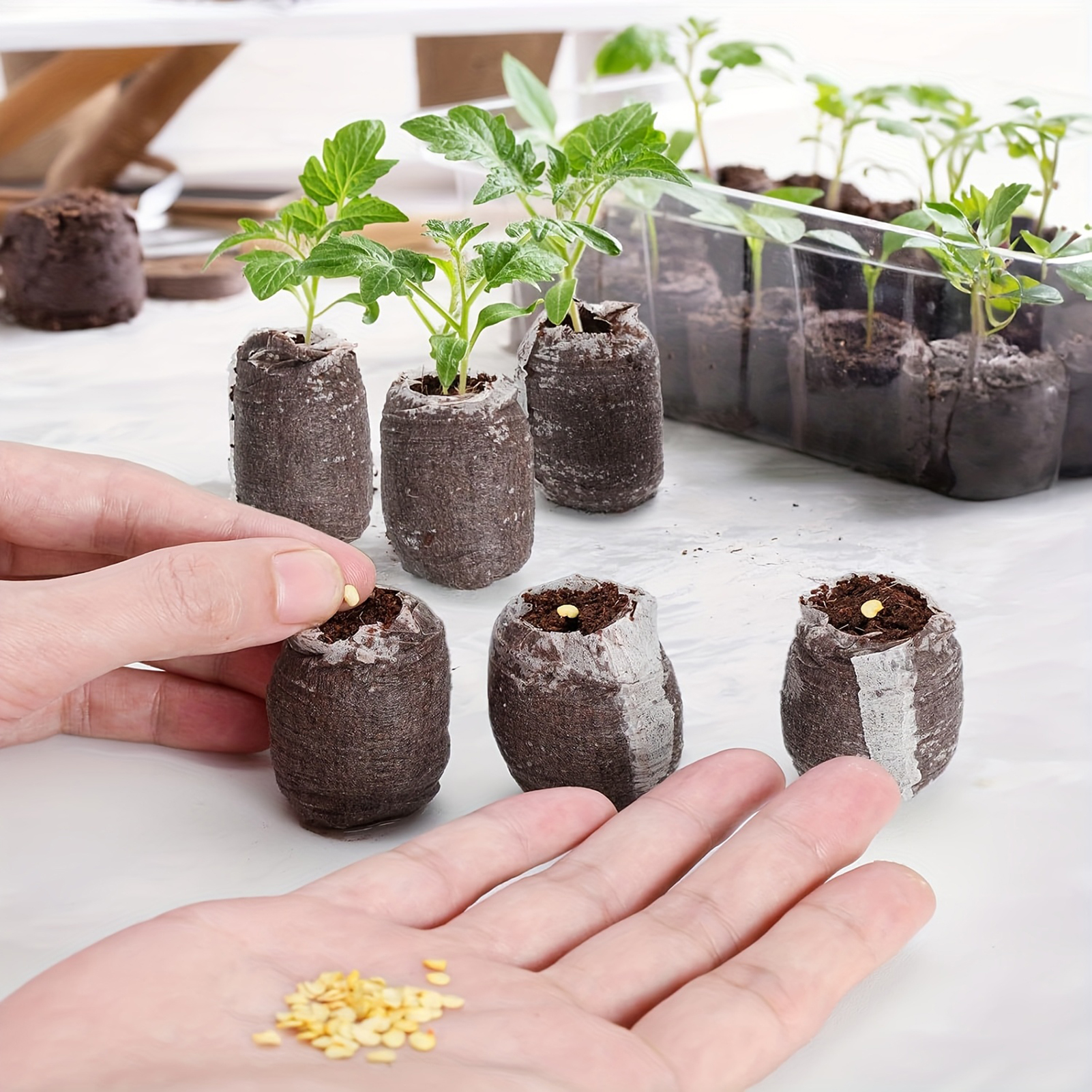 10/20/50pcs Plant Growth Bags  - Substrate Coconut Fiber บทวิจารณ์และราคา