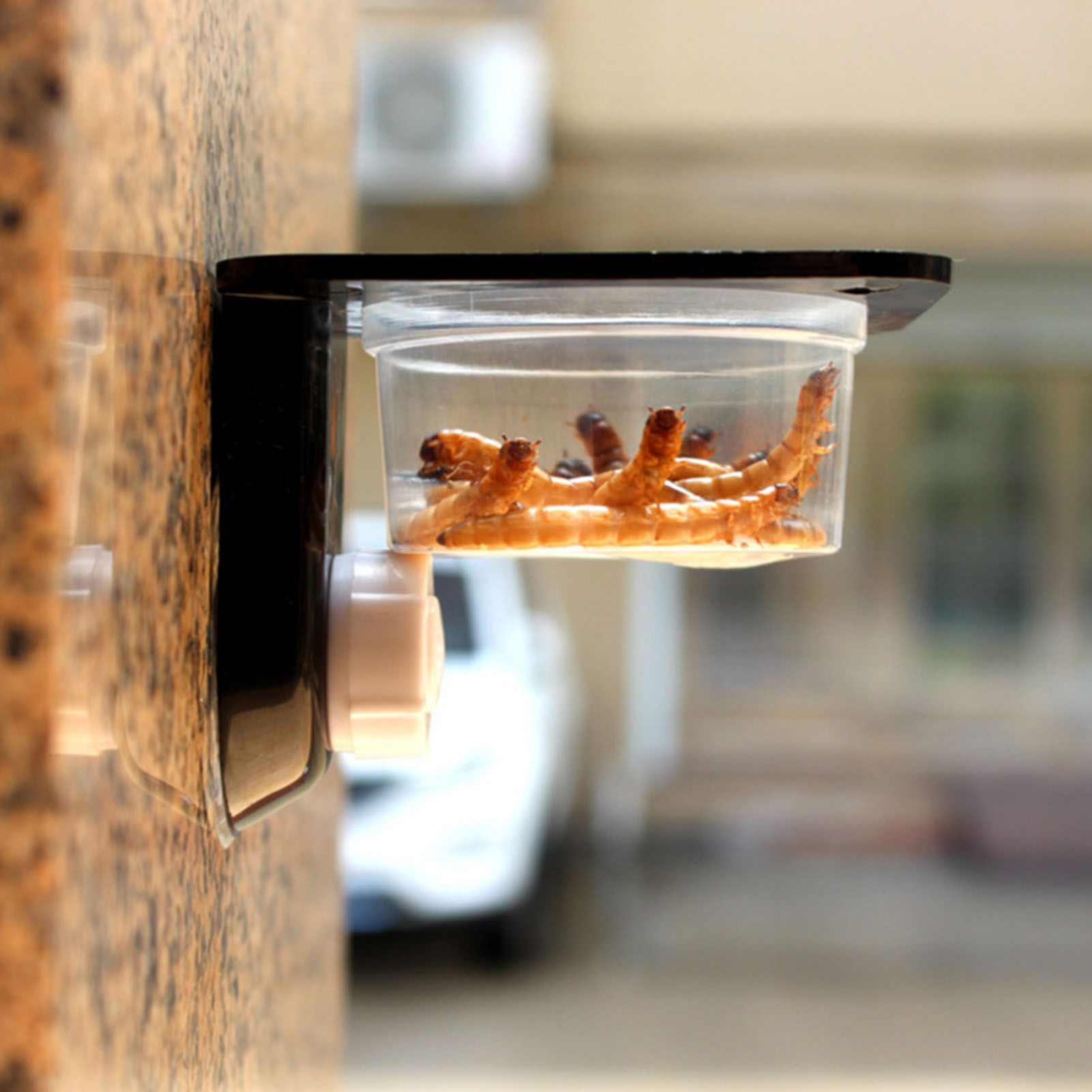 Crested Gecko Feeding Ledge Re - Water Dish Reptile บทวิจารณ์และราคา