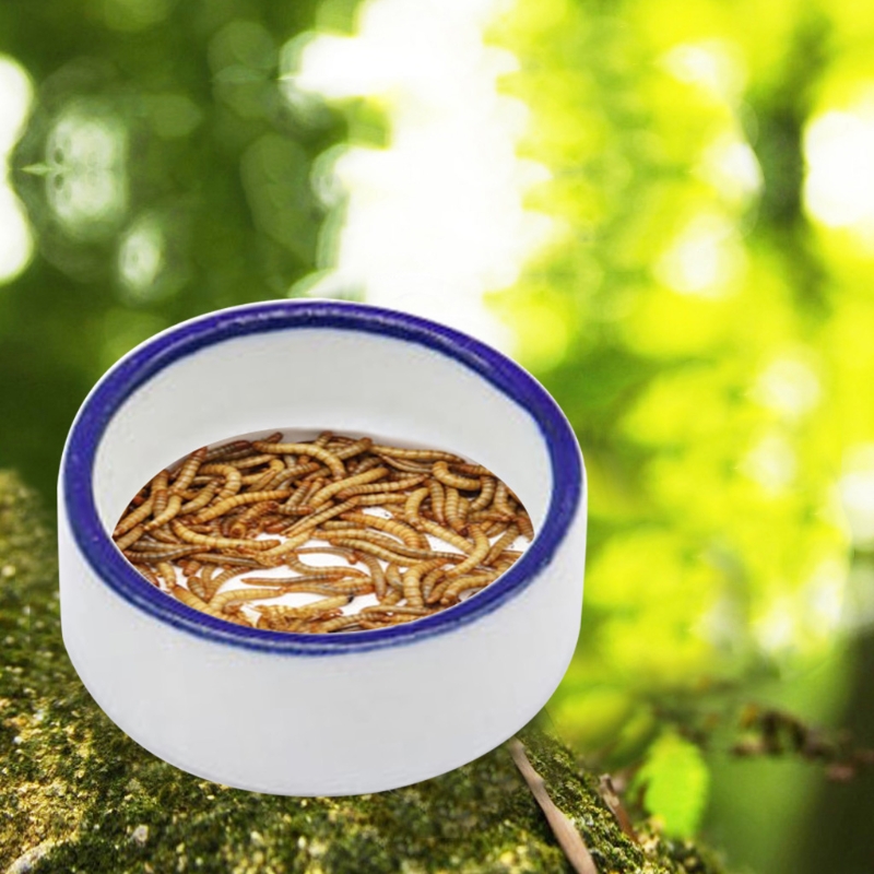Reptile Bowl Spider Water Dish - Water Dish Reptile บทวิจารณ์และราคา